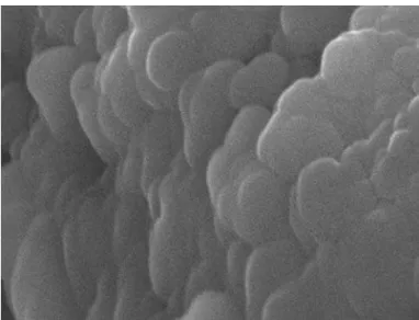 FIG. 2: SEM micrographs of nanocapsule-coated dexamethasone- dexamethasone-loaded microparticles obtained by spray-drying (photo width = 2.93 µm).