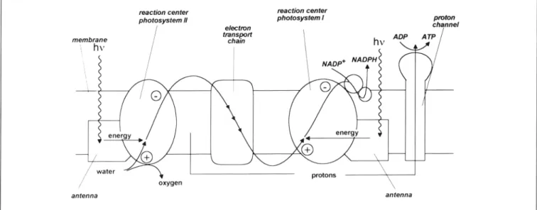 Figure 1. Schematic representation of the photosynthetic process in green plants.