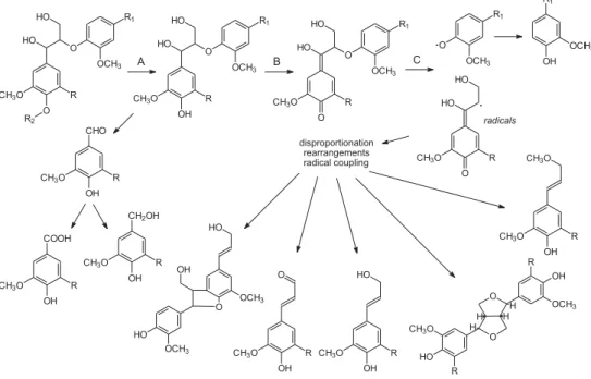 Figure 5. Pattern of lignin degradation as a result of steam explosion 89 . Phenolic hydroxyl groups are generated by acid hydrolysis (A) of β-O-4-substructures from which quinones are formed (B)