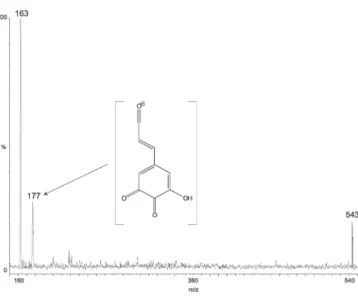Figure 4. ESI-MS/MS spectrum of tri-oxo 4,5-DCA (m/z 543), evidencing the product ion at m/z 177 (quinone formation in the caffeic acid portion)