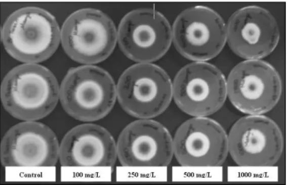 Figure 1.  Inhibitory effect of CH 2 Cl 2  extract on mycelial growth of C. gloe- gloe-osporioides from mango at 5 days after incubation