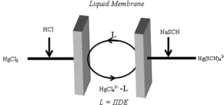 Figure 6. Transport mechanism of Mercury through BLM process