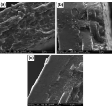 Figure 2. Micrographs of fracture starch/PBAT/glycerol blends compatibilized  with citric acid at concentrations (w/w): (a) 0.5%, (b) 1.5% and (c) 2.5% 