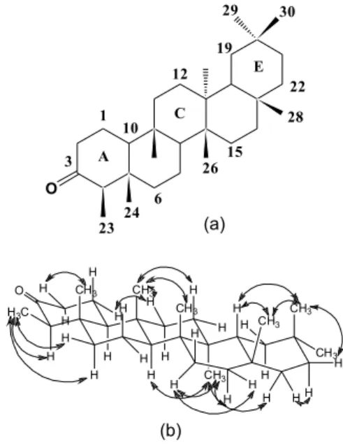 Figure 1. Chemical structure of friedelin (a) and some hydrogen correlations  (b) observed in the NOESY contour maps (CDCl 3 , 400 MHz)