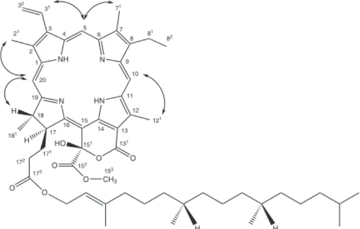 Figure 3. Structure corresponding to NOESY correlation signals observed  in  compound 1 showing proton-proton through-space interactions in the  porphyrin-ring system