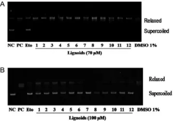 Figure 2. A. All lanes contain 0.152 µg DNA (pBR322) and 1.0 U topo II- α ,  with the exception of Lane 1