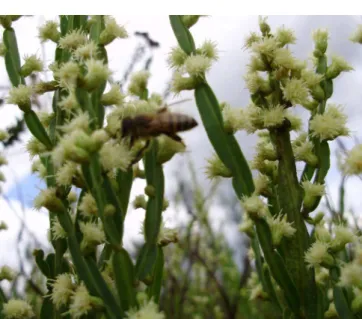 Figure 1S. Male specimens of Baccharis trimera are visited by bees and other  insects looking for food