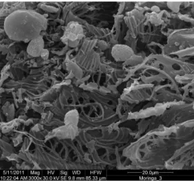 Figure 3 shows a graph developed for studying pH PZC  for seed  cakes of M. oleifera Lam.