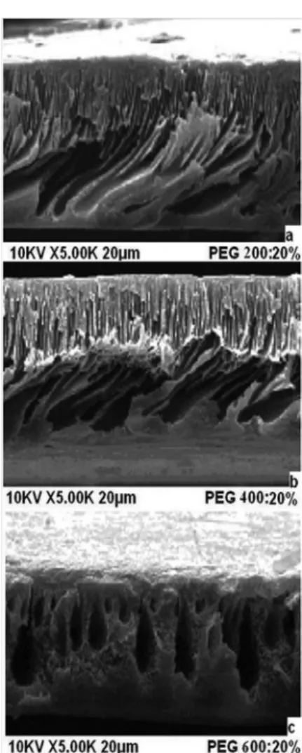 Figure 4. SEM images of the cross section of PET/PVP membranes with 20% 