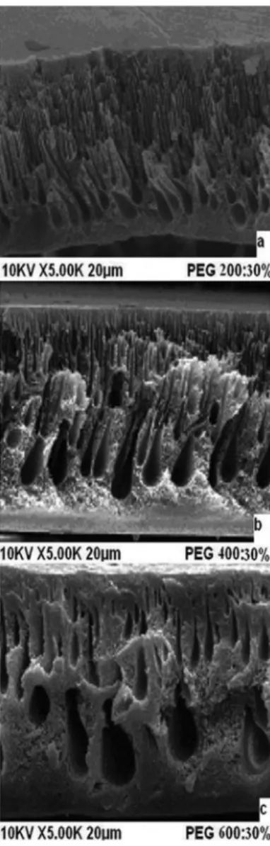 Figure 5. SEM images of the cross section of PET/PVP membranes with 30% 