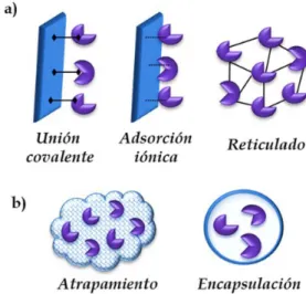 Figura 3. Métodos de inmovilización de enzimas: a) Unión química, b)  Retención física