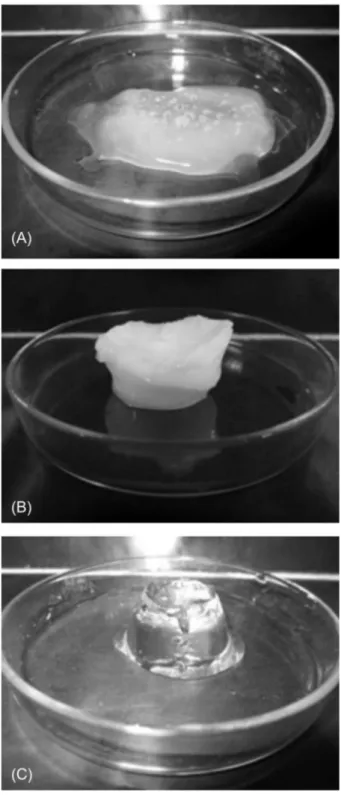 Figure 1. Polyacrylamide-cellulose acetate (PAAm-CA) hydrogels obtained  by precipitation polymerization