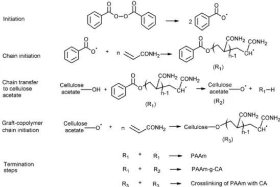 Figure 6. Schematic diagram of the network structures of the Polyacrylamide- Polyacrylamide-cellulose acetate hydrogels obtained: (A) without  N,N’-methylenebisacryl-amide (NMBA), and (B) with NMBA
