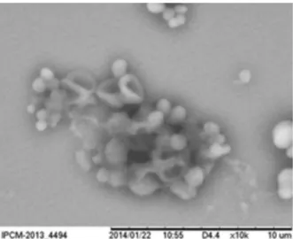 Figura 1. SEM micrograph of biofilms of S. aureus on flat glass substrate
