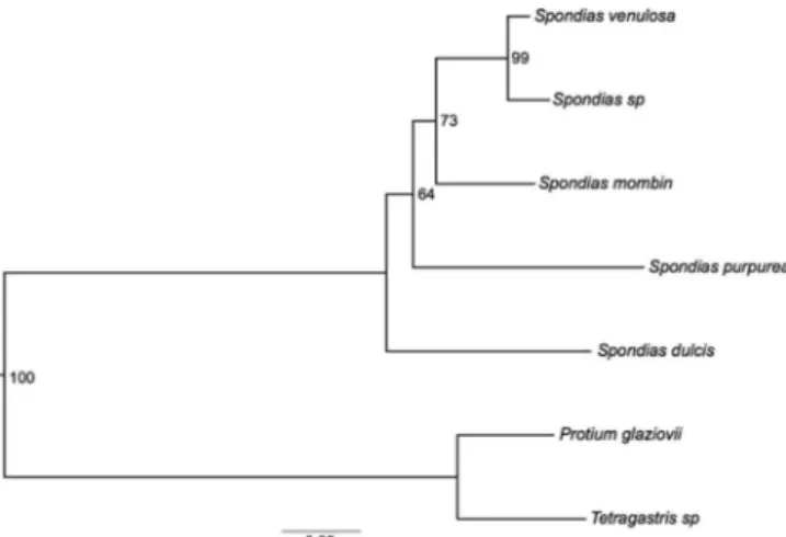 Figure 2. Phylogenetic reconstructions of five Spondias species with bootstrap  values indicated at the nodes