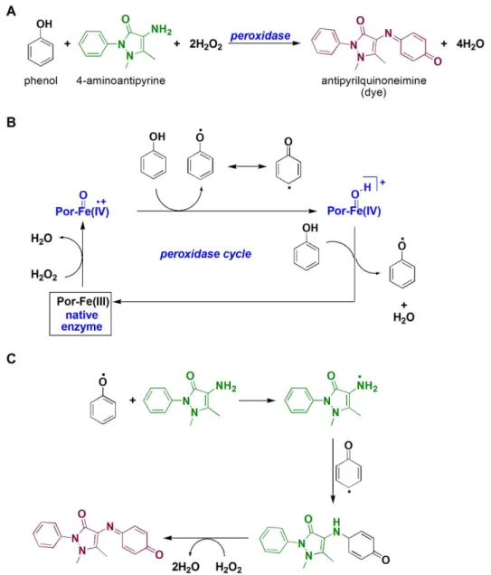 Figure 3. A) Overall quinoneimine dye formation; B) peroxidase cycle mechanism; C) mechanism associated to quinoneimine formation