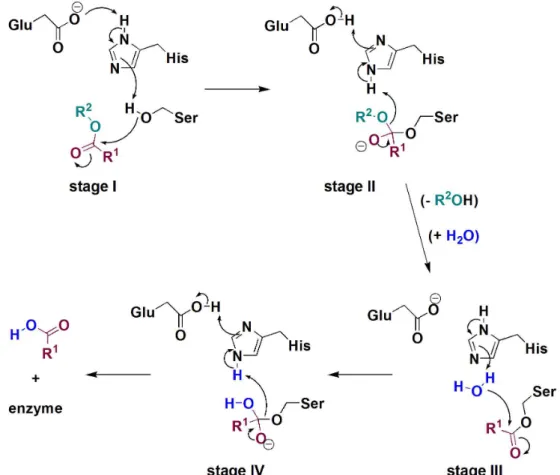 Figure 2b for glucose (except for the nature/speciicity of the  substrate/enzyme), i.e