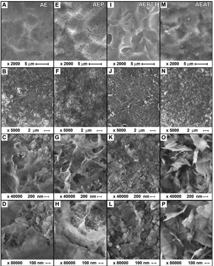 Figure 4. SEM images of the surface modification on titanium (A, E, I, M) and apatite layers obtained on titanium (B, C, D, F, G, H, J, K, L, N, O, P) after  soaking in SCS for 24 h