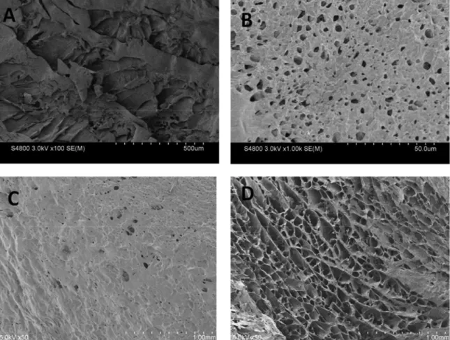 Figure 6. SEM pictures of tubular scaffolds, prepared through the lyophilization of the ALDCHIT:OXDEXT 10:4 semi-solid hydrogels with the center rod and  without the outer annular mold (inner surface: A; outer surface: B) and without the rod and with the o