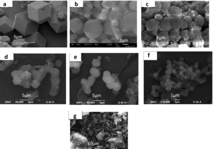 Figure 4. SEM micrographs for hosts: S (a), S-Al (b), S-NaF (c); PANI-silica composites: P-S (d), P-S-Al (e), P-S-NaF (f) and PANI synthesized in the absence  of hosts (g)