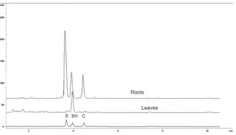 Figure 3. Chromatographic separation of berberine (Bn) chelerythrine (C) and sanguinarine (S) in extracts from roots and leaves from mature A