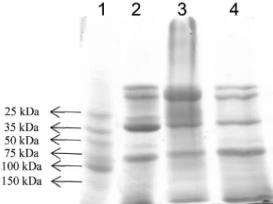 Figure 4. Profile of the effects of time (A), temperature (B), pH (C) and ionic force (D) on activity of PO purified from SBM