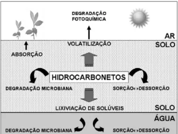 Figura 1. Representação esquemática da dinâmica dos hidrocarbonetos no  solo contaminado