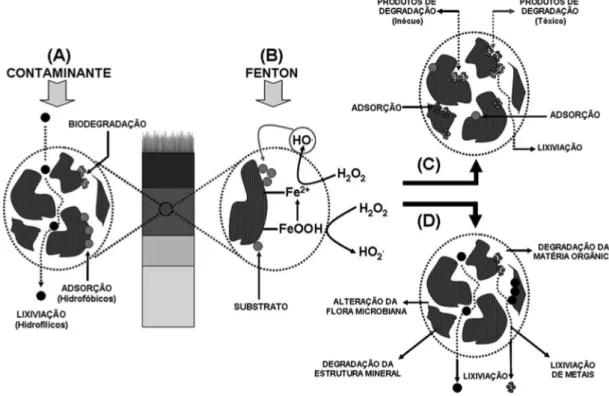 Figura 4. Ilustração dos processos que podem ocorrer durante o tratamento de solos contaminados por processos Fenton