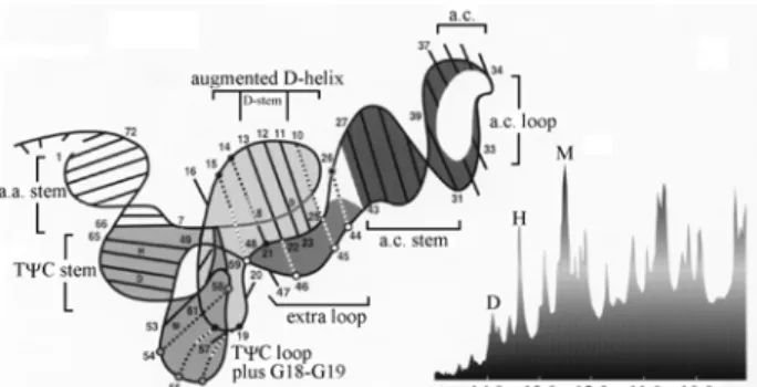 Figure 4. 750 MHz 1D  13 C half-filtered NOE spectra of the imino region of 8:1 complexes of [5,8- 13 C 2 ]-enriched polyamines with tRNA Phe 