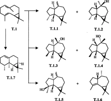 Figure 2. Part of a biogenetic map for sesquiterpenes featuring all structural types found in the oils from Toona ciliata, Cedrela odorata and C