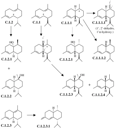 Figure 5. Part of a biogenetic map for sesquiterpenes featuring all structural types found in the oils from Toona ciliata, Cedrela odorata and C