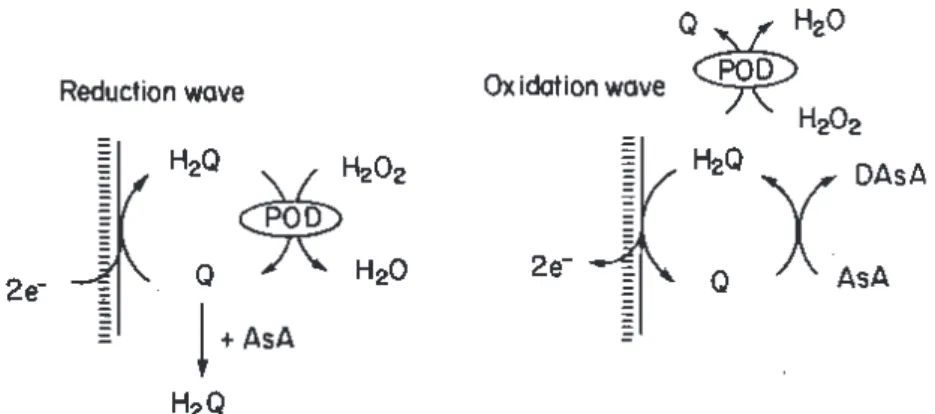 Figure 3 shows the cyclic voltammograms obtained with the modified carbon paste biosensor in the potential range from + 0.7 to - 0.4 V vs Ag/AgCl at a scan rate of 100 mV s -1  in 0.1 mol L -1  phosphate buffer solution (pH 6.5)