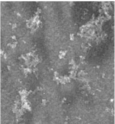 Figure 6.  SEM micrograph of a Cl - /poly(2-ethyl aniline) doped film. The bar corresponds to 5 mm.