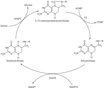 Figure 4. Biosynthetic cycle of dTMP (R = pABA + L-glutamate).