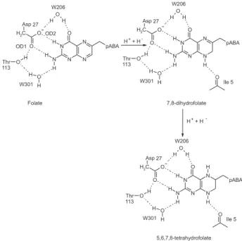 Figure 5. Reduction of folate to DHF and THF, and the set of hydro- hydro-gen bonds between the substrate and E