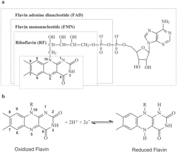 Figure 1. Chemical structures and nomenclature of the flavins in the oxidized state (a) and redox process of part (alloxazin ring) of the flavin structure (b).