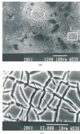 Figure 1. Microcraked morphology of the 70TiO 2 -30RuO 2  coating.