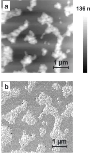 Figure 5. AFM topographic image of PVB spin-coated film from THF.