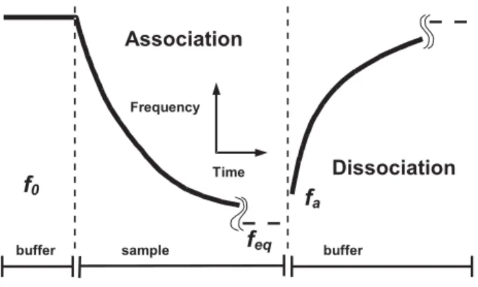Figure 4. Characterization of kinetic properties of antibodies. First, the background signal is recorded in the carrier buffer only,  associa-tion reacassocia-tion in the presence of the sample follows - formaassocia-tion of immunocomplexes at the sensing 