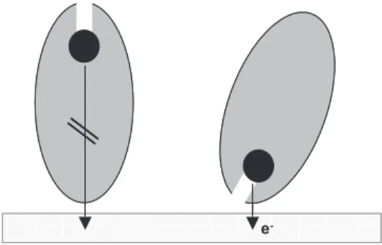 Figure 3. Effect of immobilized enzyme orientation on direct elec- elec-tron transfer.
