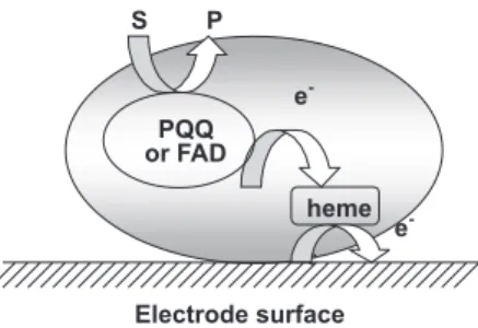 Table 2 shows some results based on laccase enzymes immobilized on different solid electrodes catalyzing O 2 electroreduction by the direct electron transfer mechanism.