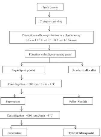 Figure 1. Scheme of the cell fractionation process used in this re- re-search to separate cell walls, nuclei and chloroplasts of coffee leaves.