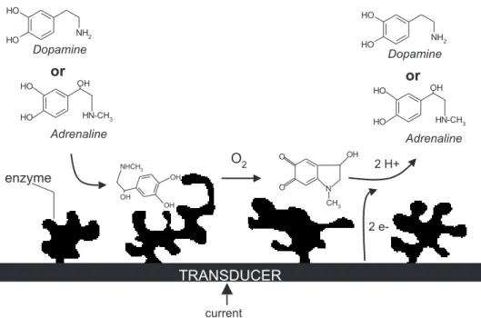 Figure 1. Schematic representation of the enzymatic process between catecholamines and laccase at the biosensor surface.