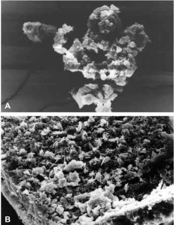 Figure 1. Scanning electron microscopy of β-CD (A) and BBAP (B) – Magnification of 750X.