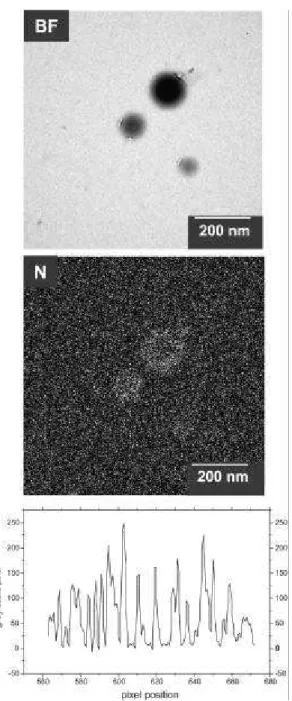 Figure 5. Bright-field (BF) image and nitrogen (N) elemental distri- distri-bution map