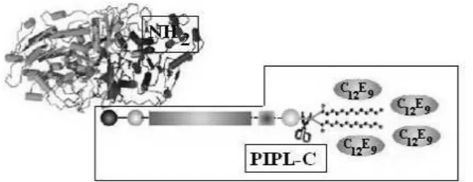 Figure 1. Scheme for  alkaline phosphatase structure. The region inside the rectangle represents the GPI anchor