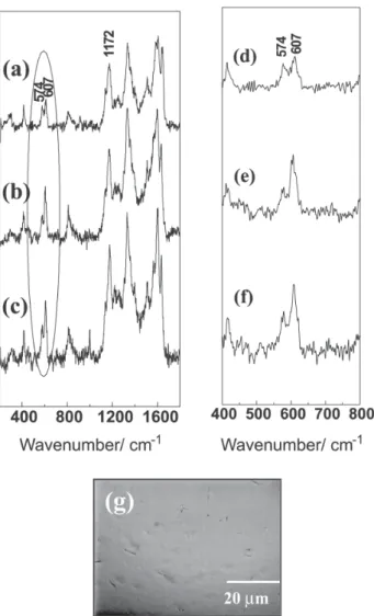Figure 1 shows resonance Raman spectra of: (a) pure PANI-CSA, (b) PANI-CSA/PMMA and (c) PANI-CSA/PS blends with 20% of conducting polymer