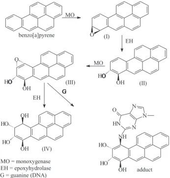 Figure 1. In vivo oxidative metabolic pathway of benzo[a]pyrene via hydrophilic intermediates (I-IV) and formation of DNA adducts with guanine base.