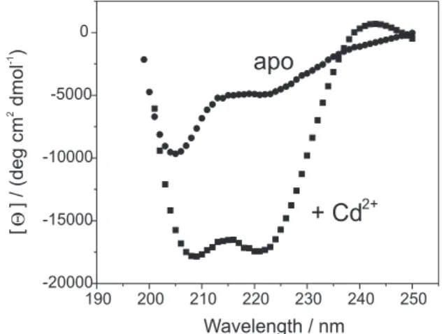 Figure 2. Computer model of the ET heterodimer of ruthenium derivatized H21(30-mer) peptides.