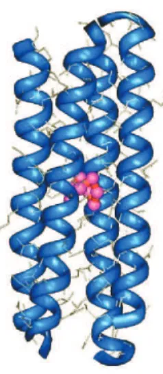 Figure 4. Computer model of the Cu(I) adduct of C16C19-GGY. The metalloprotein exists as a four-stranded coiled-coil which encapsulates a tetranuclear Cu(I) thiolate cluster.